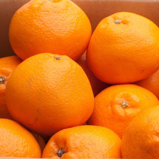 ［先行予約］厳選 はるみ1kg+250g（傷み補償分）［デコポンの姉妹品種・新食感春みかん］［光センサー選別］［IKE220］ 303446_BB90131