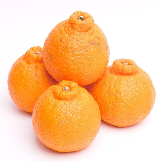 厳選 不知火10kg+250g（傷み補償分）［デコポンと同品種・人気の春みかん］［IKE253］ 303446_BB97003