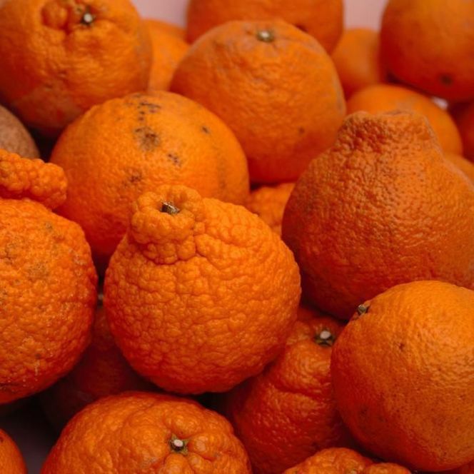 家庭用 不知火10kg+250g（傷み補償分）［デコポンと同品種・人気の春みかん］［わけあり・訳あり］［IKE254］ 303446_BB97066