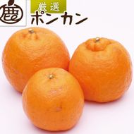厳選 ポンカン10kg+250g（傷み補償分）［IKE257］ 303446_BB90177