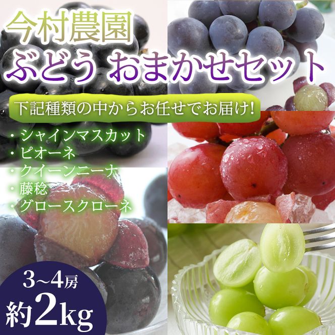 【旬の贅沢詰合せ】熊本県産ぶどうおまかせ3～4房(約2kg) 1セット ぶどう 食べ比べ 詰め合わせ フルーツ 高級 大粒 甘い 濃厚 ギフト 贈答用 家庭用 お取り寄せ 熊本県