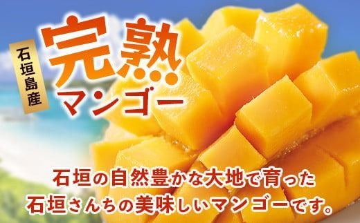 【先行予約】《2026年7月以降より順次発送》石垣島産 マンゴー (アーウィン種) 5～6玉(箱含め約2kg)《樹齢30年の木で育ったマンゴー》｜産地直送 沖縄 石垣島 マンゴー アーウィン マンゴー フルーツ TP-2