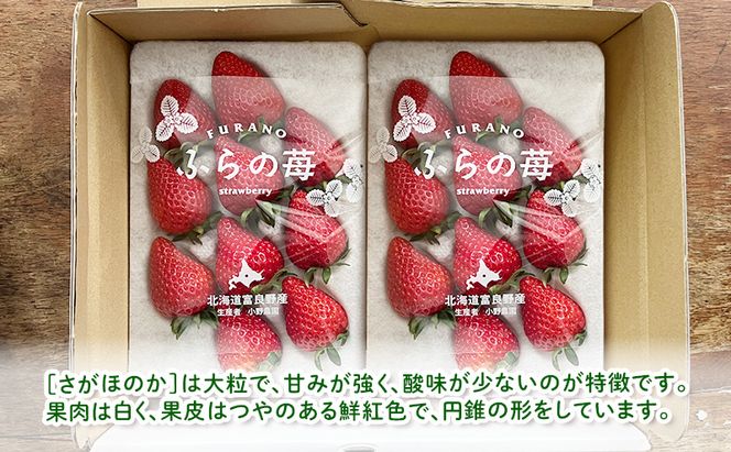 【2026年先行予約】 富良野産 いちご さがほのか 小玉 10～12粒×2パック　［ フルーツ 果物 新鮮 贈り物 ギフト フルーツ 生いちご イチゴ 苺 大粒 甘い 道産 北海道 富良野 ］
