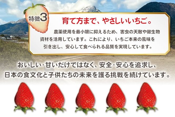 AI377 【2025年12月発送開始】いちご ほおばるベリー 約 1kg 250g 4パック [ 苺 イチゴ 1キロ 甘い おいしい あまい フルーツ 果物 出田農円 長崎県 島原市]