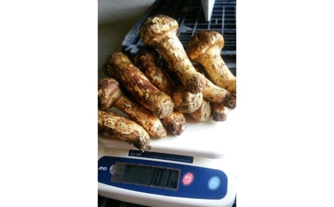 小諸市収穫　松茸　約1kg（8～15本） 野菜 きのこ マツタケ