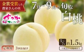 桃 定期便 2027年 先行予約 7月～9月 の旬な 白桃 定期便！約1.5kg 5～7玉 3回お届け！ もも モモ 岡山県 赤磐市産 国産 フルーツ 果物 ギフト あみかフルーツ 柔らかい ジューシー 
