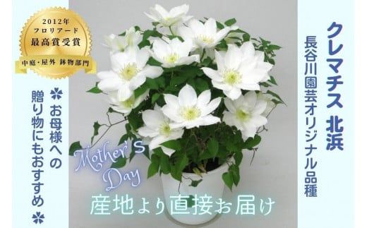 【先行予約】【長谷川園芸】国際園芸博覧会で最高賞受賞のクレマチス「北浜」５寸【母の日 ギフト プレゼント 贈答 花のある生活】 (AT211)