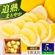 【先行予約】土佐文旦の創始 宮地文旦園の土佐文旦 家庭用2L 約5キロ 10～12個入り 5kg〈2027年3月上旬～4月下旬〉 ぶんたん ブンタン フルーツ 柑橘 みかん 果物 くだもの 柑橘類 デザート プレゼント ギフト 高知県 土佐市【宮地文旦園】[BQBP002]