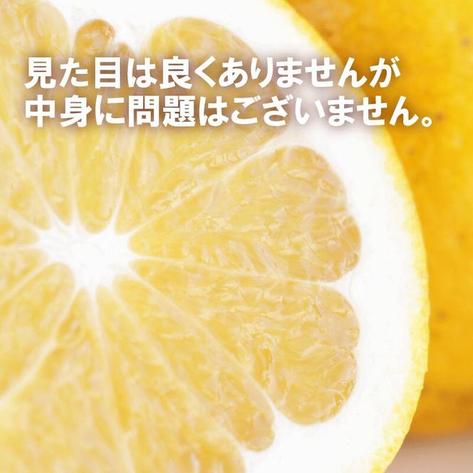 訳あり 河内晩柑 10.5kg サイズミックス 10000円 みかん かわちばんかん ミカン mikan わけあり 愛南ゴールド 家庭用 あいなん ゴールド 美生柑 文旦 派生 和製 グレープフルーツ 産地直送 国産 農家直送 期間限定 数量限定 特産品 人気 限定 甘い おいしい 小玉 含む フルーツ 果物 柑橘 蜜柑 アイス ジュース 等に 規格外 大樹農園 愛南町 愛媛県