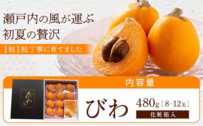 『数量限定』びわ　480ｇ化粧箱　8玉～12玉 372013_GC002