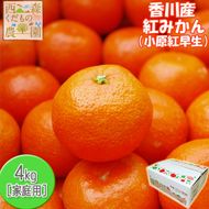 『2026年12月より順次発送』香川オリジナル品種「紅みかん(小原紅早生)」4kg 372013_KL002