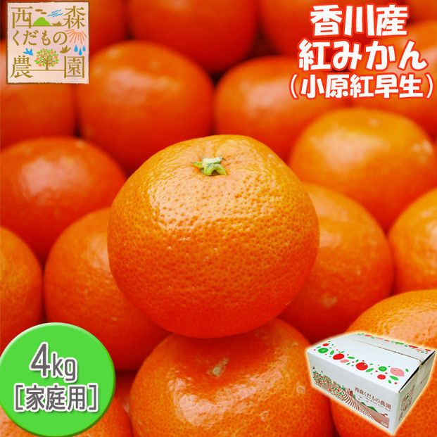 『2026年12月より順次発送』香川オリジナル品種「紅みかん(小原紅早生)」4kg 372013_KL002