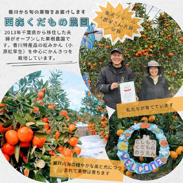 『2026年12月より順次発送』香川オリジナル品種「紅みかん(小原紅早生)」4kg 372013_KL002