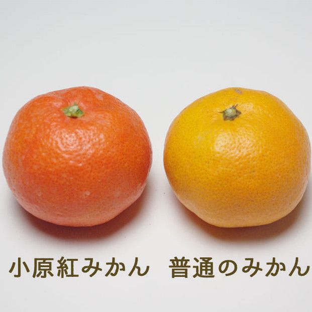 『2026年12月より順次発送』香川オリジナル品種「紅みかん(小原紅早生)」4kg 372013_KL002