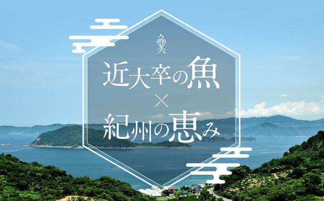 お食事券 3名様 コース 近畿大学水産研究所 近大マグロを食す 304018_A016