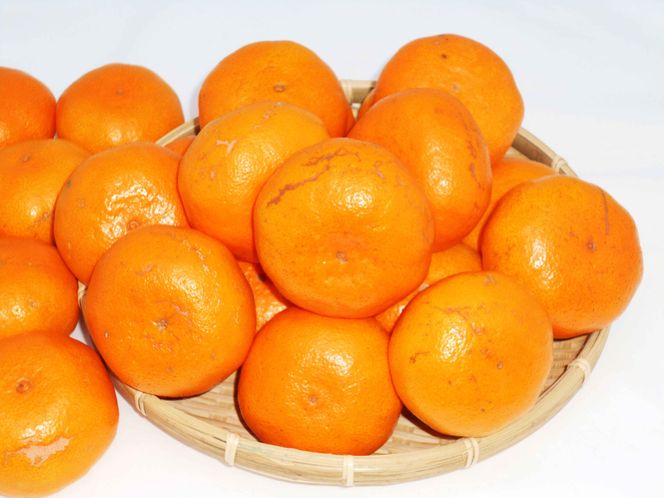 ya̎RlzIBn݂ 10kgiƒpM͂kj 304018_AV39