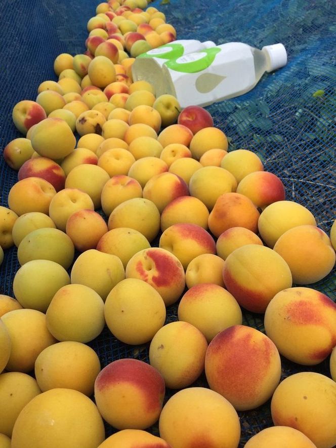 梅の果実水　350ｍｌ　24本 【受注後10日以内に発送します。但し、年末年始・お盆等・ＧＷは除きます。】 304018_CF003