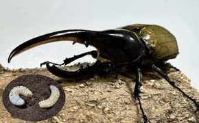 【先行予約】ヘラクレスオオカブト幼虫ペア ※育て方の説明書付き※配送不可地域あり【2026年6月から順次発送】 304018_CW003