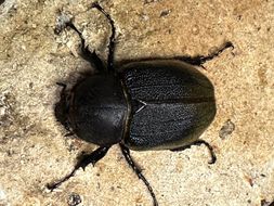 ヘラクレスオオカブト メス 1匹 サイズフリー　※配送不可地域あり 304018_CW007