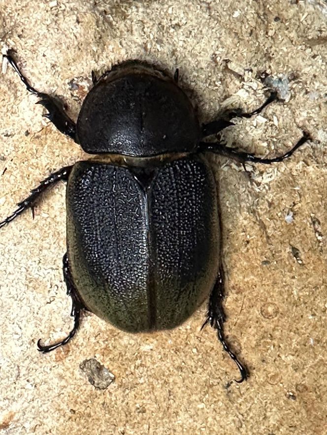 ヘラクレスオオカブト メス 1匹 サイズフリー　※配送不可地域あり 304018_CW007