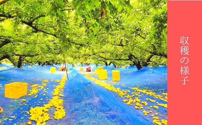 はちみつ梅　ぽってり特選（800ｇ×2パック））紀州南高梅【梅農家手づくり梅干】 304018_J005