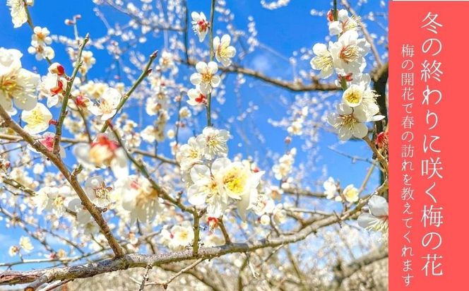 しそ漬け梅　特選　(800ｇ×2パック）紀州南高梅【梅農家手づくり梅干】 304018_J006