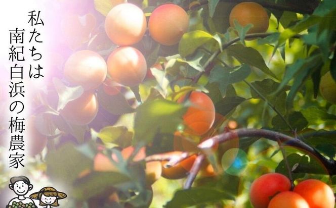 はちみつ梅・しそ漬梅（各800ｇ） 2種類の紅白梅干　紀州南高梅【梅農家の手づくり梅干】 304018_J007