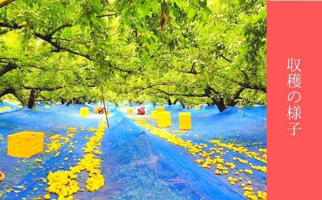 はちみつ梅・しそ漬梅（各800ｇ） 2種類の紅白梅干　紀州南高梅【梅農家の手づくり梅干】 304018_J007