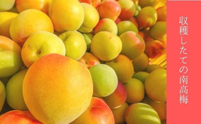 はちみつ梅・しそ漬梅（各800ｇ） 2種類の紅白梅干　紀州南高梅【梅農家の手づくり梅干】 304018_J007