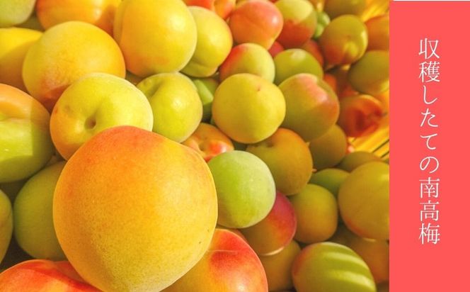 はちみつ南高梅 はぶたえ梅『和』薄皮で豊潤！贅沢な逸品！ 304018_J009