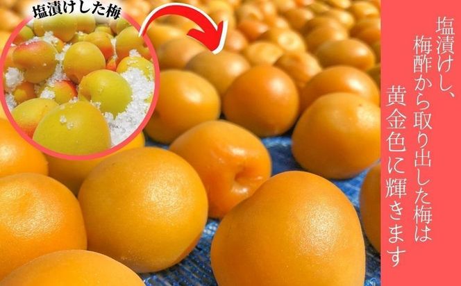 無添加　しそ梅　しょっぱい（食べごろLサイズ800g）紀州南高梅【梅農家手づくり梅干】 304018_J012