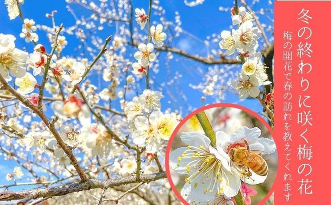 しそ漬け梅　特選　(800ｇ）紀州南高梅【梅農家手づくり梅干】 304018_J014