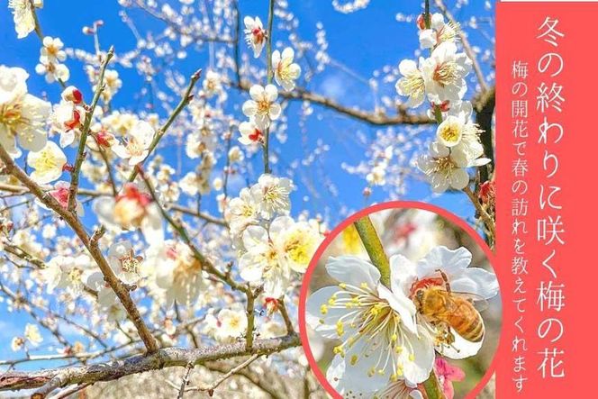 無添加  白干梅（小粒450g）紀州南高梅【梅農家厳選　手づくり梅干】 304018_J017