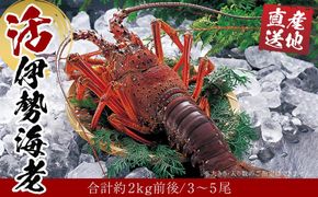 活 伊勢海老 3尾～5尾 セット  合計 約2kg 産地直送 304018_K002