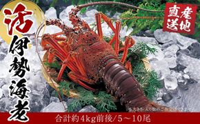 活 伊勢海老 5尾 ～ 10尾 セット 合計 約4kg 産地直送 304018_K006