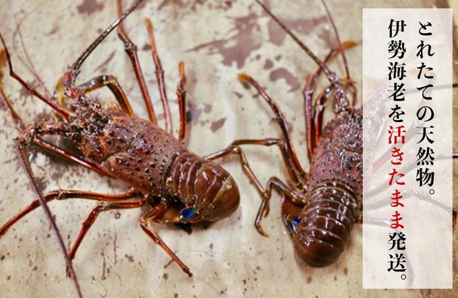 活 伊勢海老 2尾 ～ 8尾 合計 約 900g ～ 1.1kg セット 産地直送 船長ジュニア りん君おススメ 304018_K021