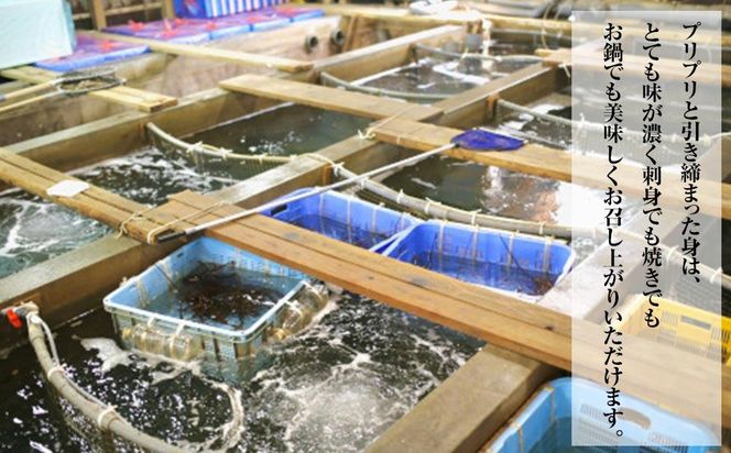 活 伊勢海老 2尾 ～ 8尾 合計 約 900g ～ 1.1kg セット 産地直送 船長ジュニア りん君おススメ 304018_K021