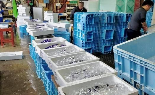 活 伊勢海老 2尾 ～ 8尾 合計 約 900g ～ 1.1kg セット 産地直送 船長ジュニア りん君おススメ 304018_K021