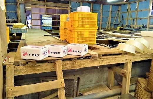 活 伊勢海老 2尾 ～ 8尾 合計 約 900g ～ 1.1kg セット 産地直送 船長ジュニア りん君おススメ 304018_K021