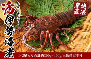 活 伊勢海老 1尾 ～ 2尾 入り 合計 約300g ～ 400g セット 産地直送 船長 おすすめ 304018_K022