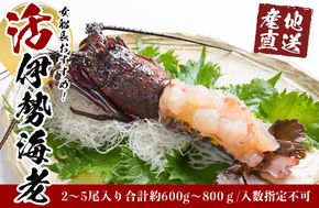 活 伊勢海老 2尾 ～ 5尾 合計 約 600g ～ 800g セット 産地直送 女船長  おすすめ 304018_K023