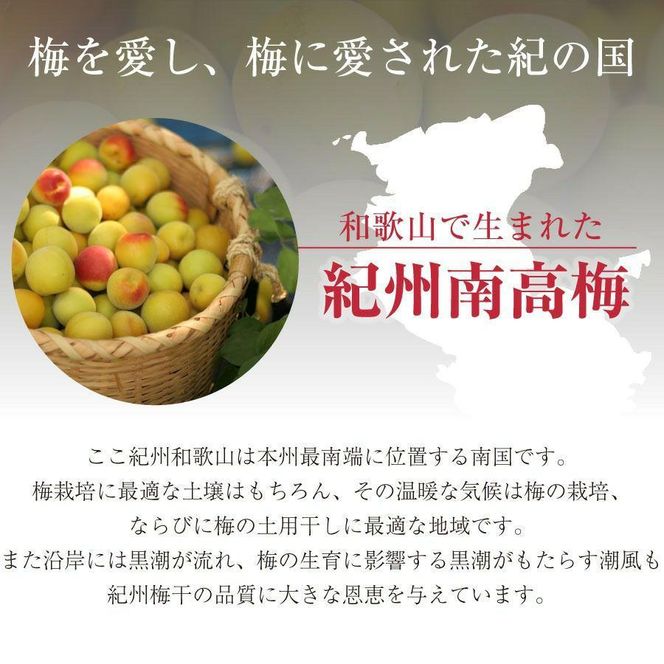 紀州南高梅　超大粒　mehari_ume6粒 304018_P044