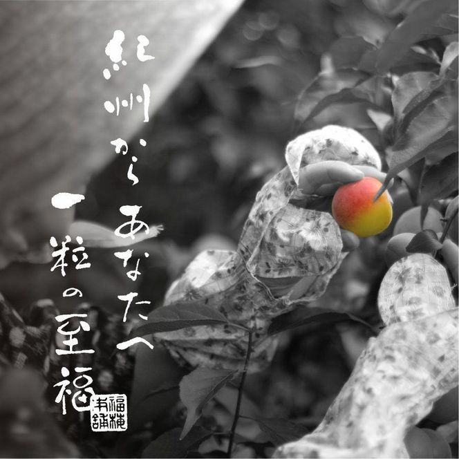 紀州南高梅　梅の鏡1段 あまみつ梅 304018_P048