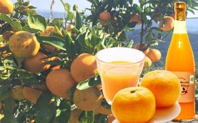 和歌山県産オーガニックみかん100％ジュース 304018_S022