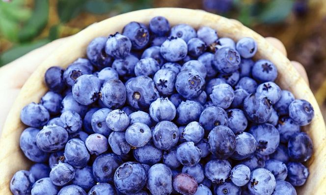 南紀白浜産ブルーベリー 約400g 304018_Y008