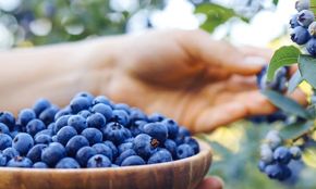 南紀白浜産ブルーベリー 約800g 大容量 304018_Y009