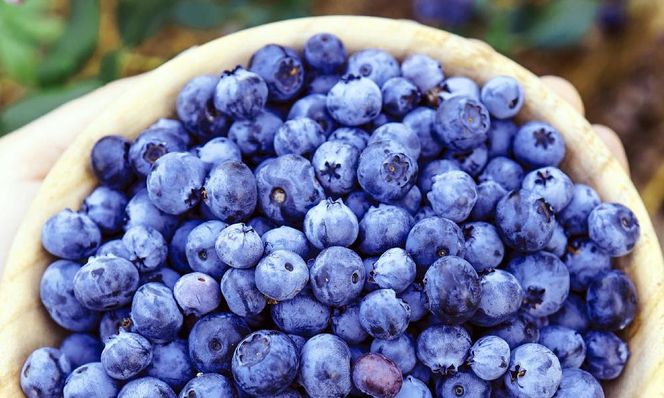 南紀白浜産ブルーベリー 約800g 大容量 304018_Y009