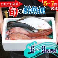 鮮魚 旬 獲れたて セット 6～9匹 鮮魚便 海鮮 魚貝類 魚介類 鮮魚 旬 獲れたて セット 詰め合わせ さかな おさかな 魚 海の幸 福袋 FISH ごはん 夕飯 おかず 今が旬 刺身 刺し身 おつまみ 晩酌 米 丼 三陸産 岩手県 大船渡市 [mouri004]