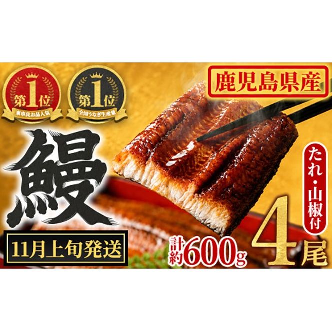 【0204348a-2611】＜11月上旬発送予定＞東串良町のうなぎ蒲焼(無頭)(4尾・計約600g・タレ、山椒付) うなぎ 高級 ウナギ 鰻 国産 蒲焼 蒲焼き たれ 鹿児島 ふるさと 人気 【アクアおおすみ】