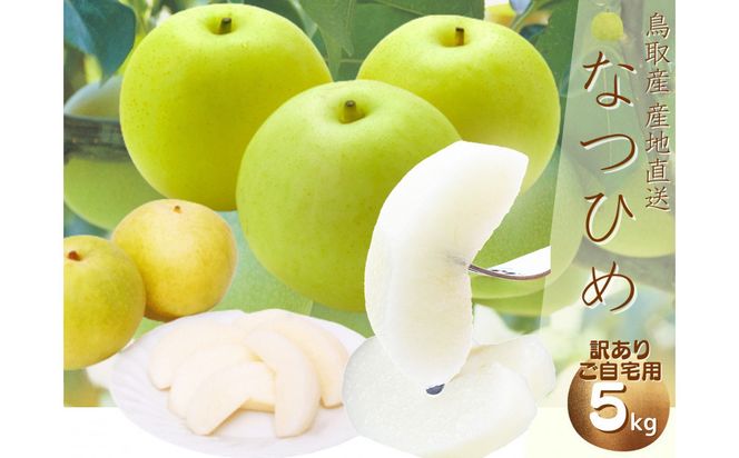【数量限定】鳥取県産 梨 訳あり ご自宅用 なつひめ 5kg 312011_FT007